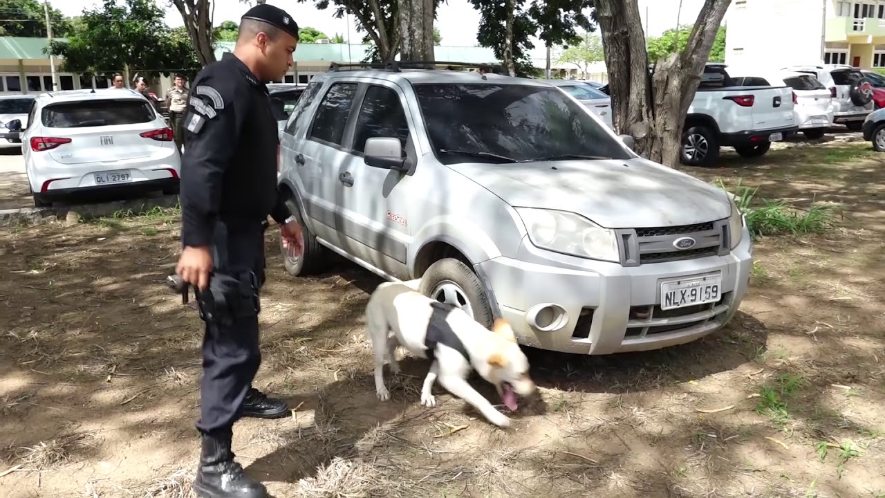 Canil da Polícia Militar de Arapiraca reforça combate às drogas