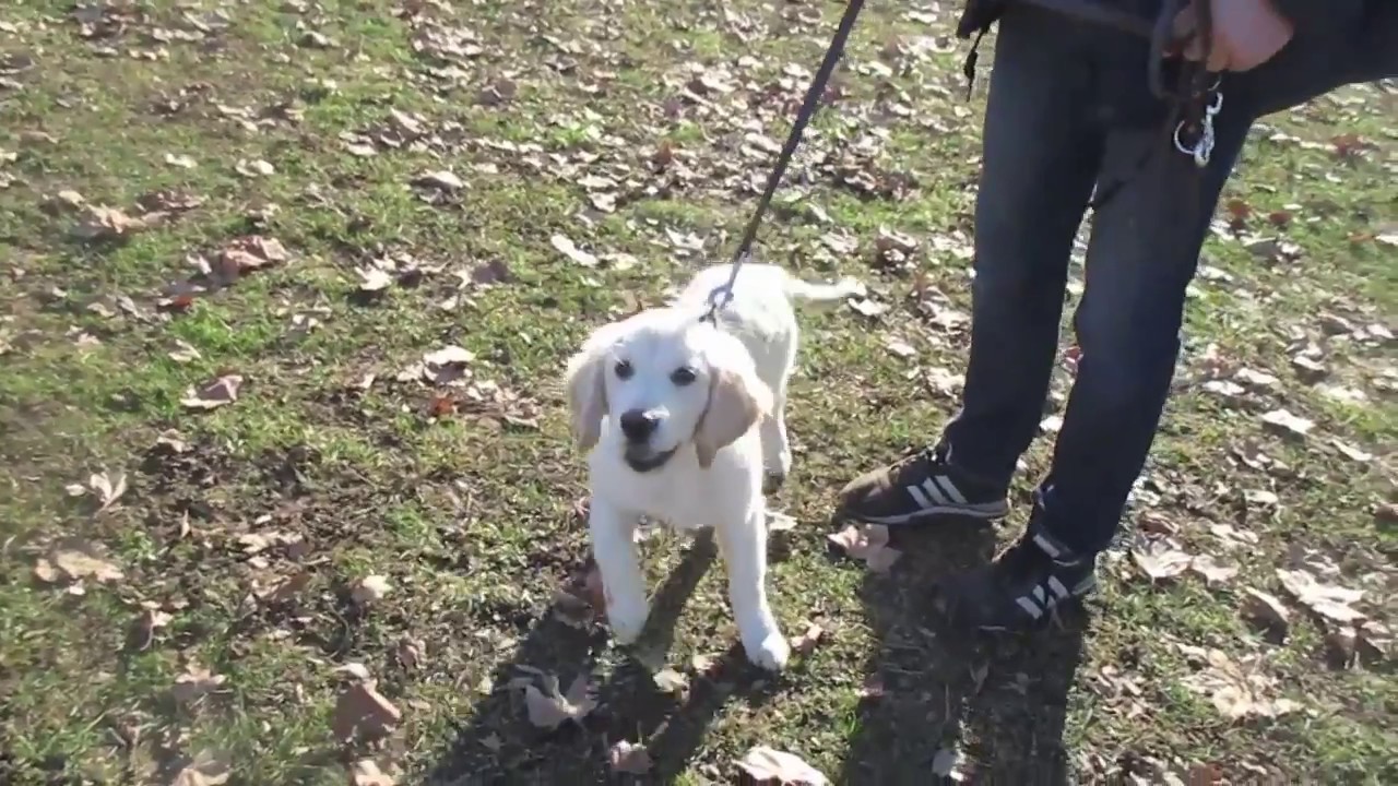 EDUCATION CANINE PRO / 1er Cours collectif chiot (marche en laisse, obéissance)/