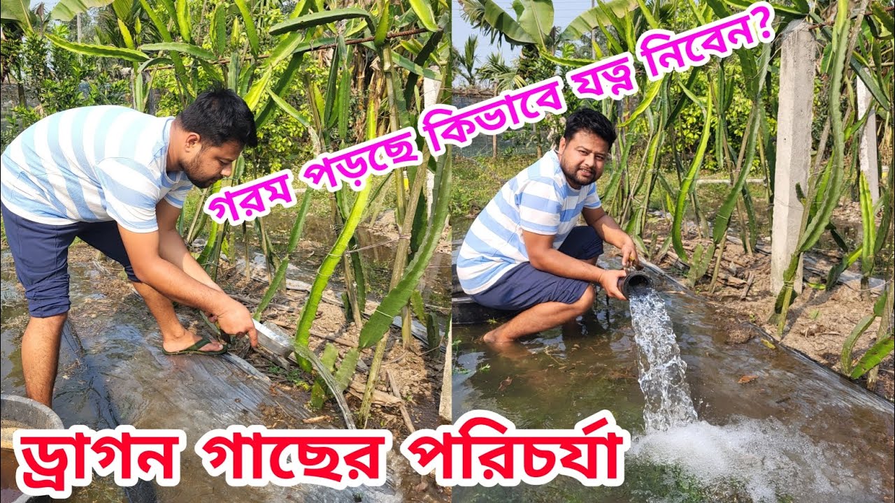 🌵🔥শীত শেষ ড্রাগন গাছের পরিচর্যা কিভাবে নিবেন ?  #dragon @pabitramaity9705 @greenfriends8901 