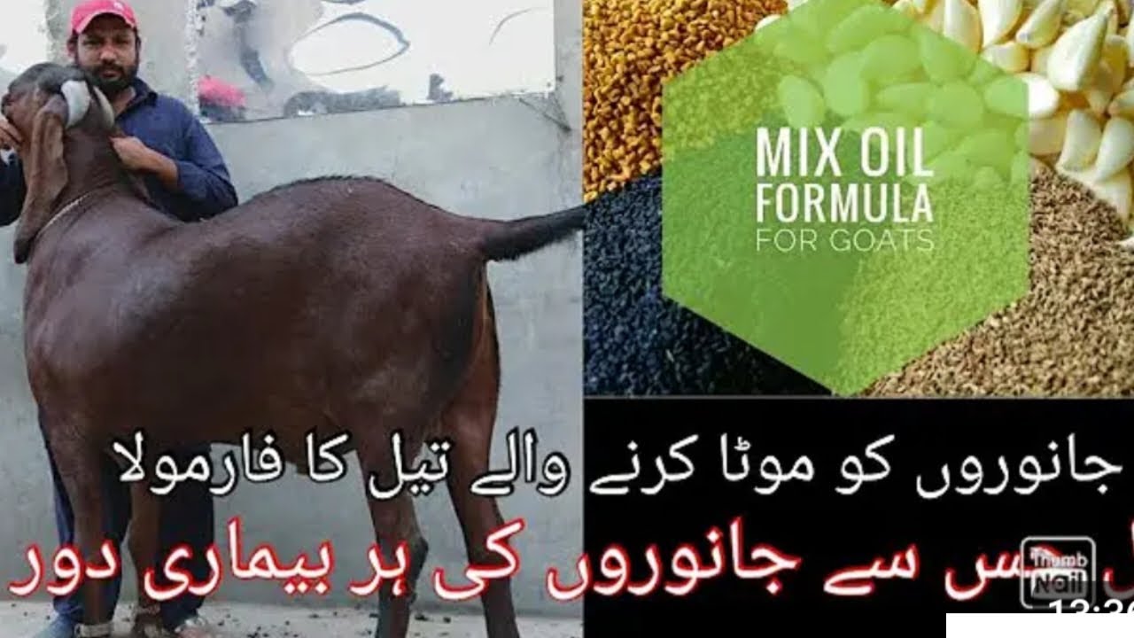 Janwaron ko sardion main mota karne wala mix oill banane ka tariqa Amir dogar ne bta diya