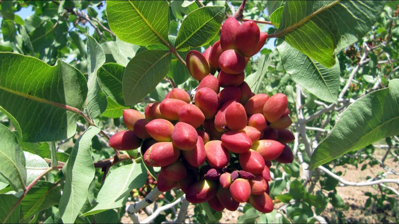 The story of Damghan pistachio | سرگذشت پسته دامغان
