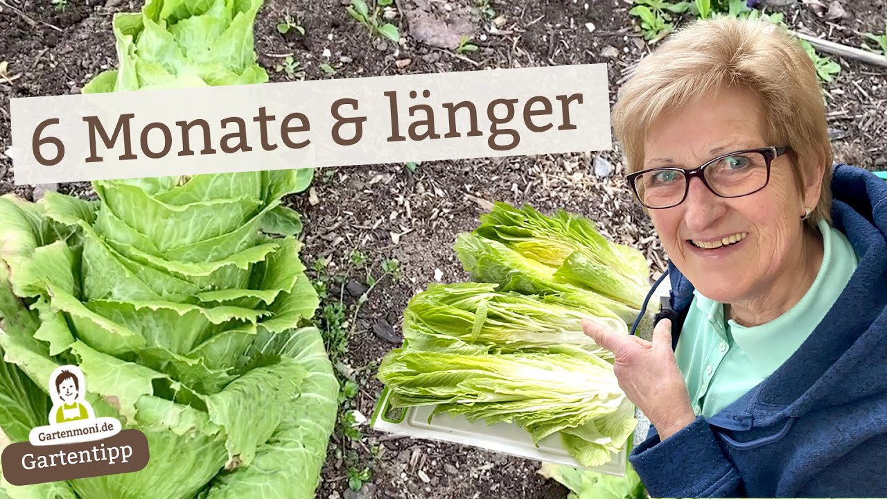 Warum du diesen Salat unbedingt anbauen solltest