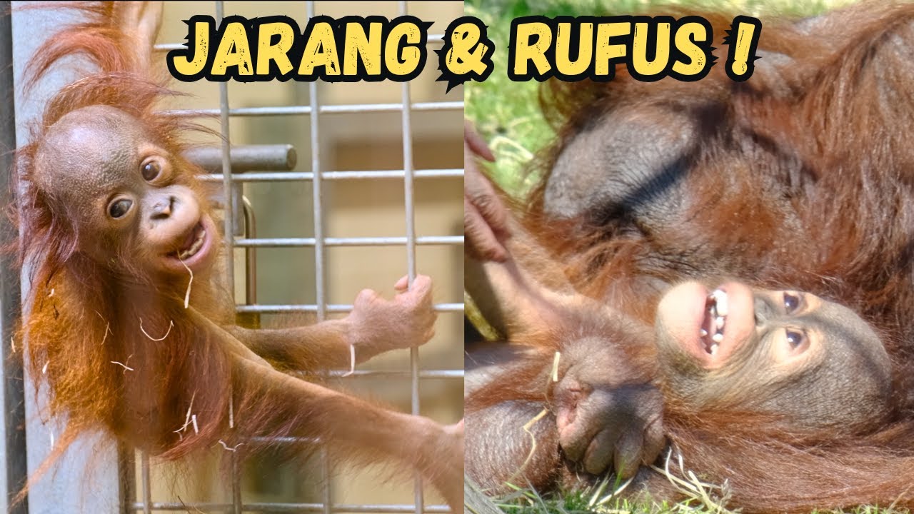 Jarang And Rufus Baby Orangutans June 2025