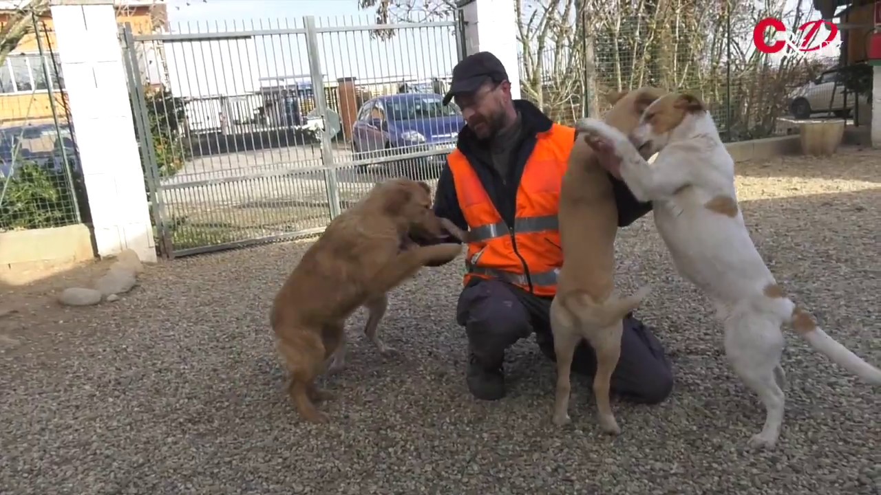 Le video adozioni del Canile di Bibiana #8