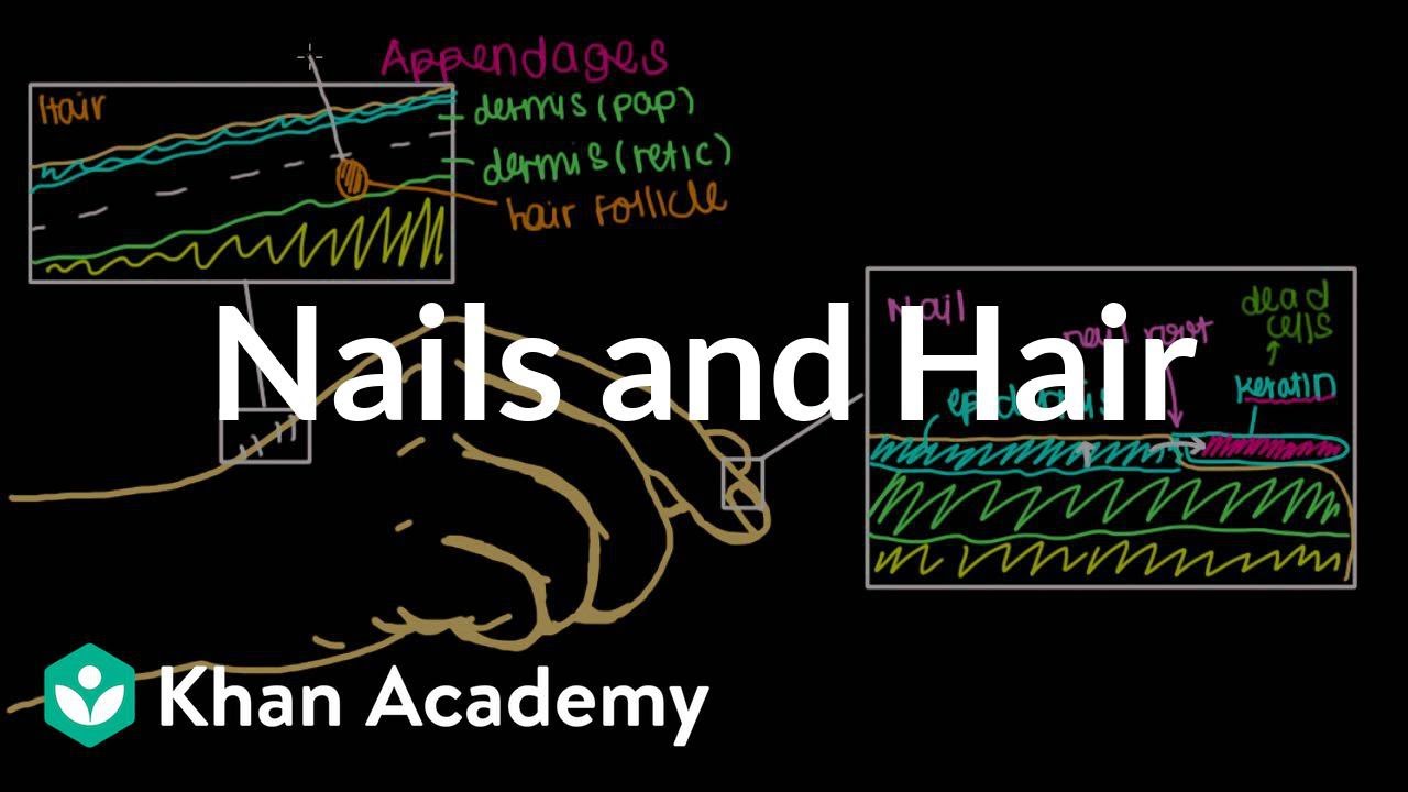 Where do our nails and hair come from? | Integumentary system physiology | NCLEX-RN | Khan Academy
