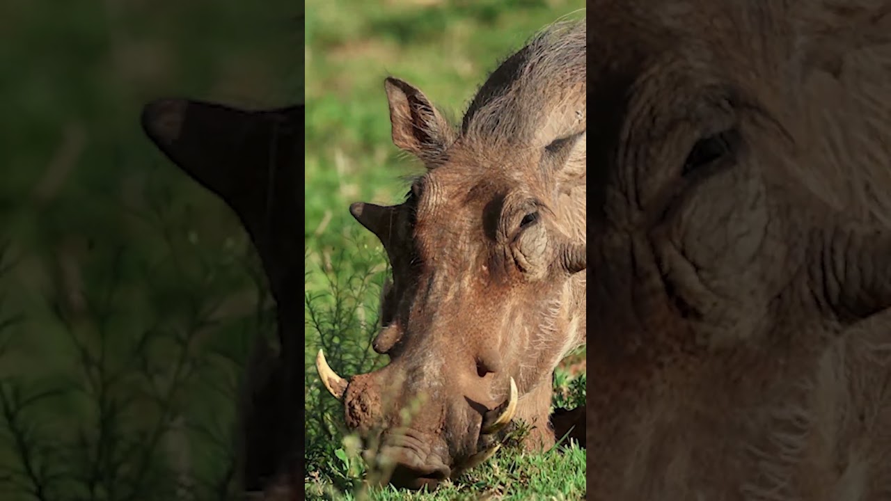 two warthogs on their knees digging and chewing | Stock Drift #warthogs #wildlife #wildanimals