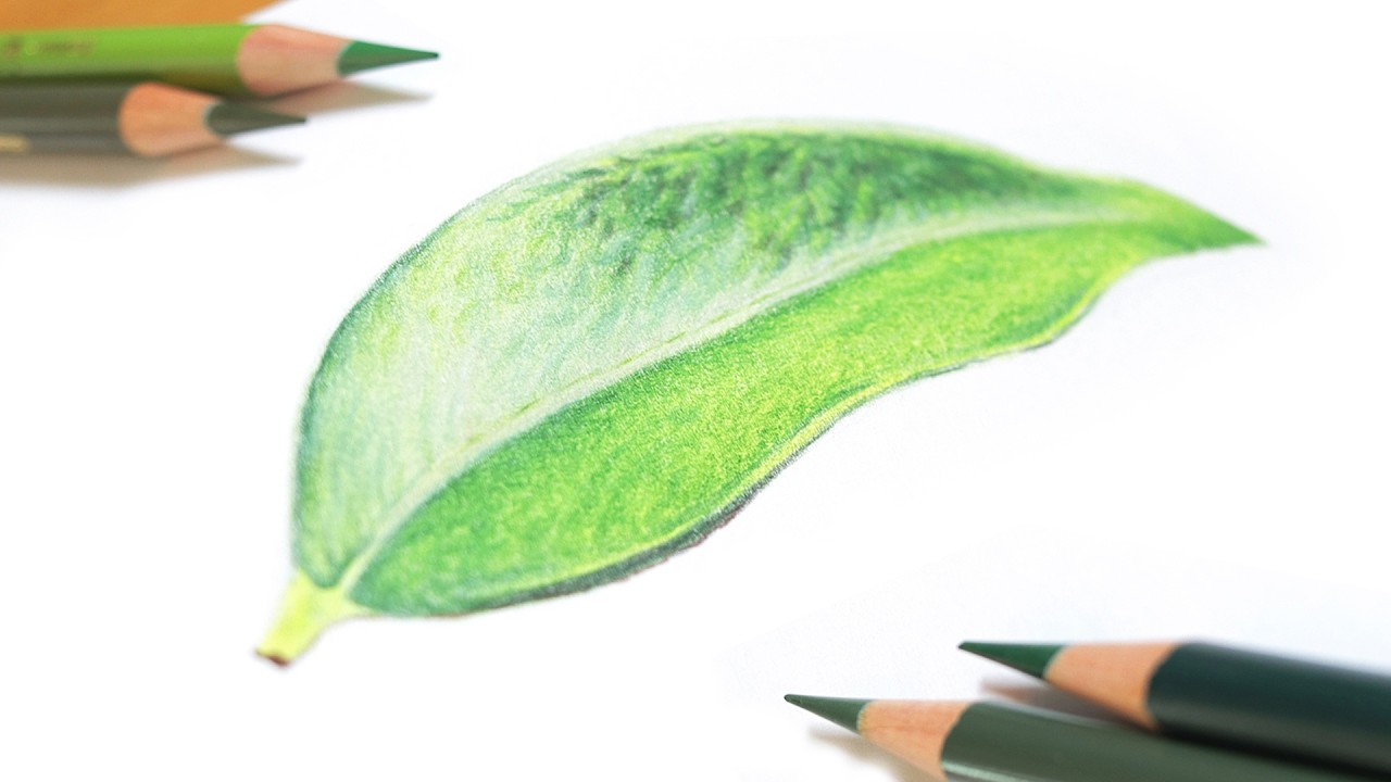 Top Tips for Drawing Realistic Leaves with Colored Pencils