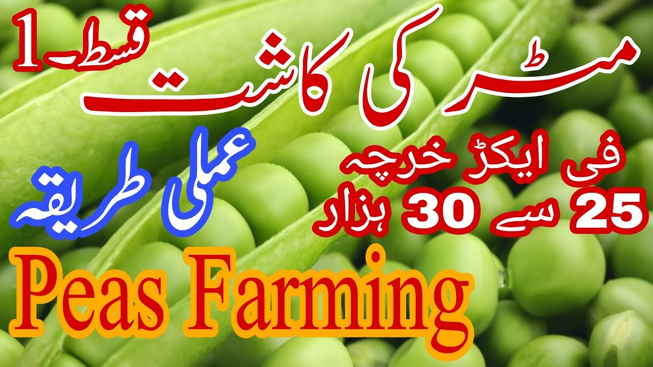 31- Peas Farming | Matar Ki Kasht | Cultivation To Harvesting | Part 1 | Vegetables  |  Farming Tips