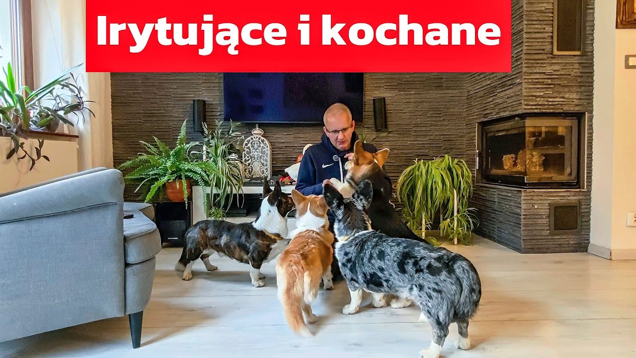 Pieski corgi irytująca i kochane w życiu codziennym