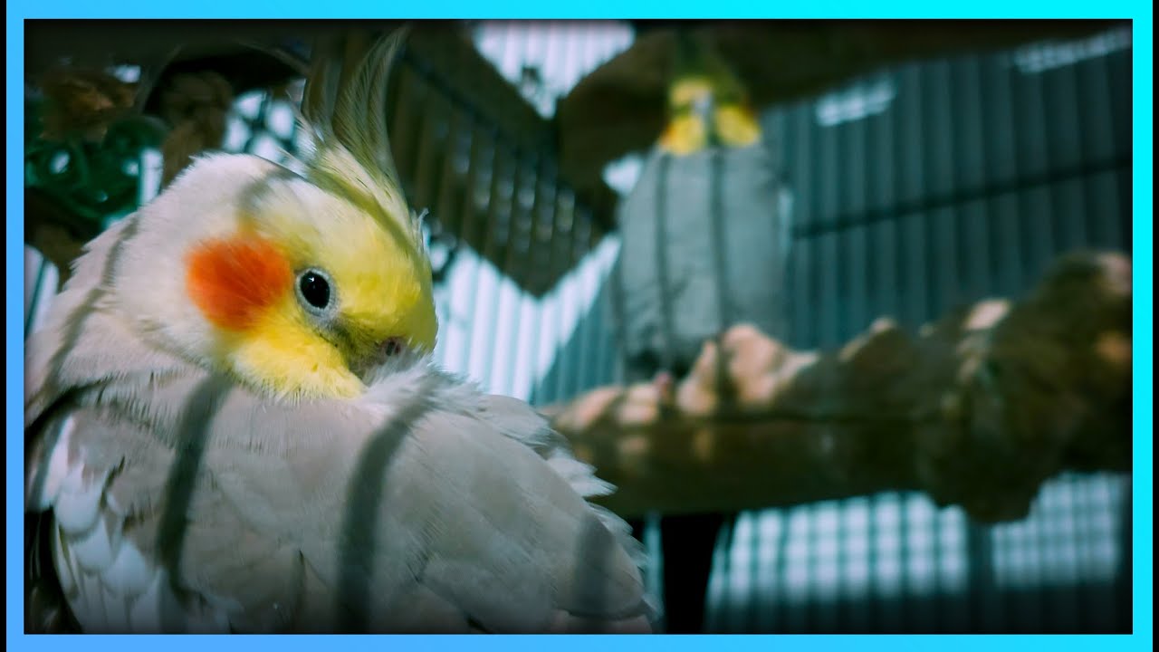 Cockatiel Calming Music | Comforting Music for Cockatiels to Sleep or Relax