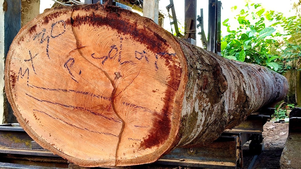 The most beautiful and longest find!! a 15-foot durian tree at a sawmill