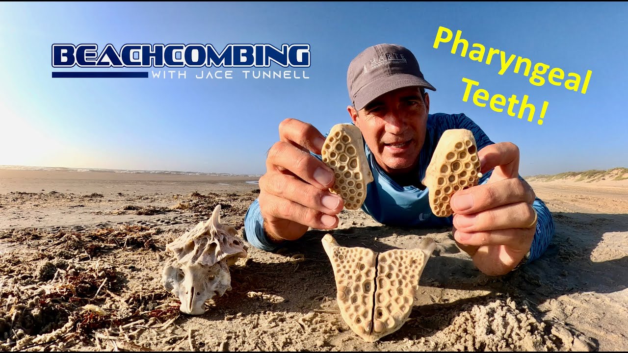 Beachcombing - Pharyngeal Teeth