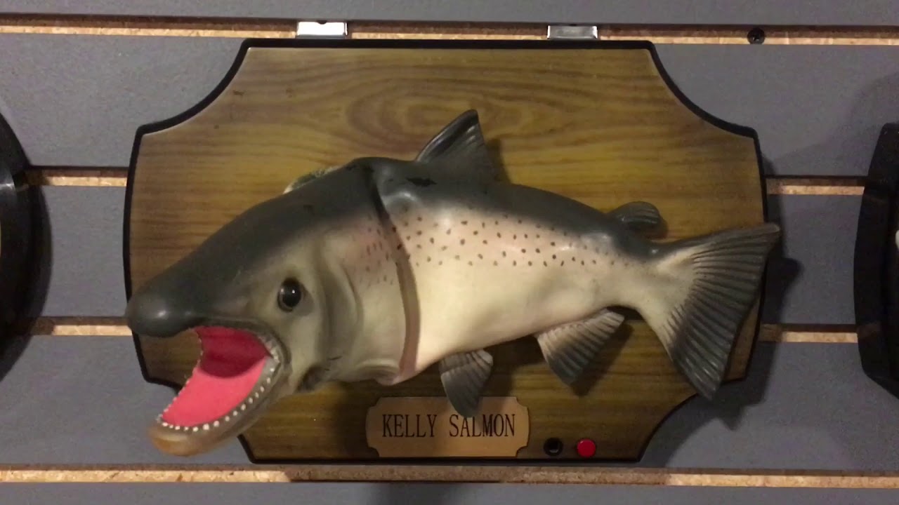 Kelly salmon (singing salmon)