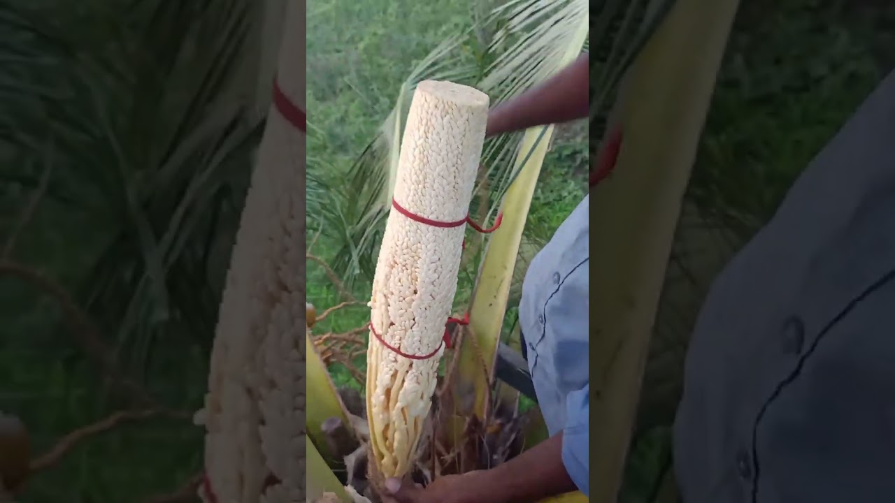 හරි අපූරු දේවල් අපෙන් ඈත් වෙන හැටි