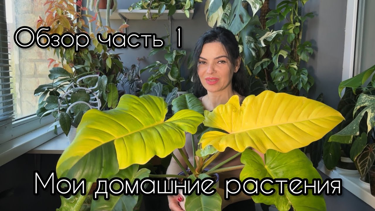 Обзор домашней коллекции растений🌱Редкие вариегатные растения. Балкон, кухня. Часть 1 🌿
