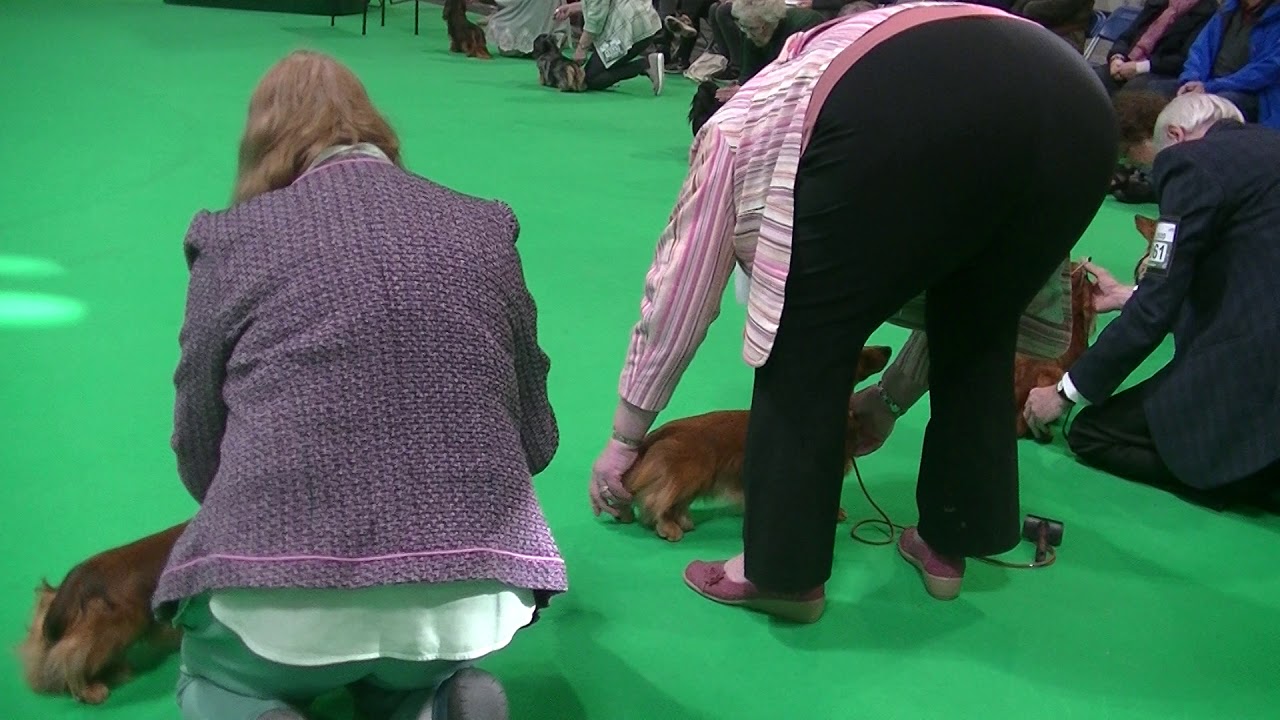 Miniature Long Hair Dachshund Crufts 2020