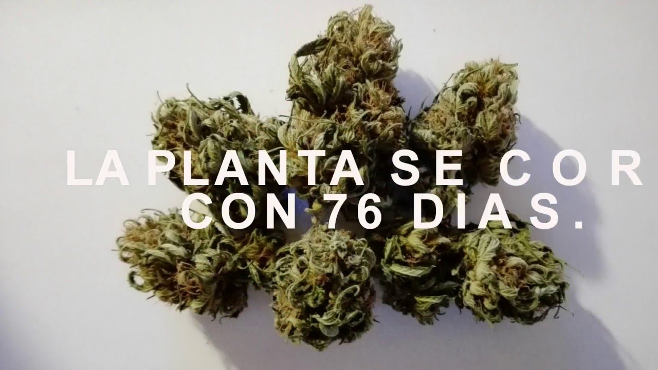 SEGUIMIENTO COMPLETO AK AUTOFLORECIENTE CON BAJO CONSUMO, SEMILLA A GRANEL DE GROWBARATO.NET