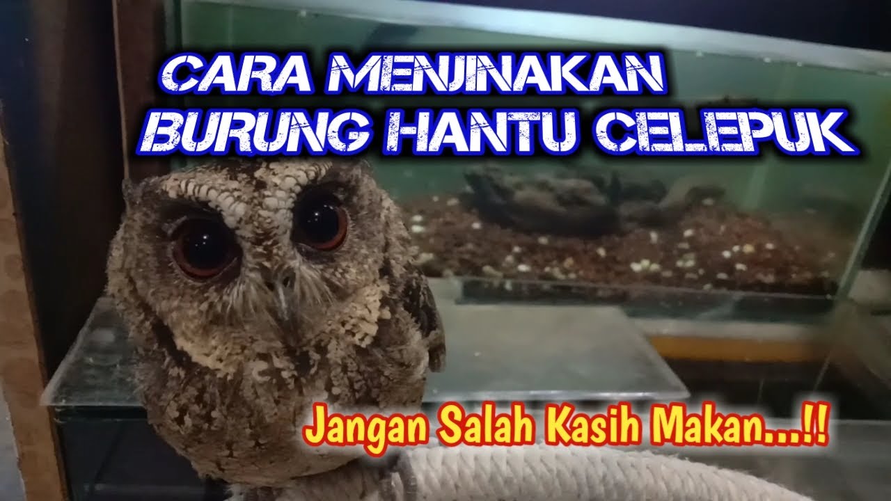 Cara menjinakan burung hantu celepuk yang galak