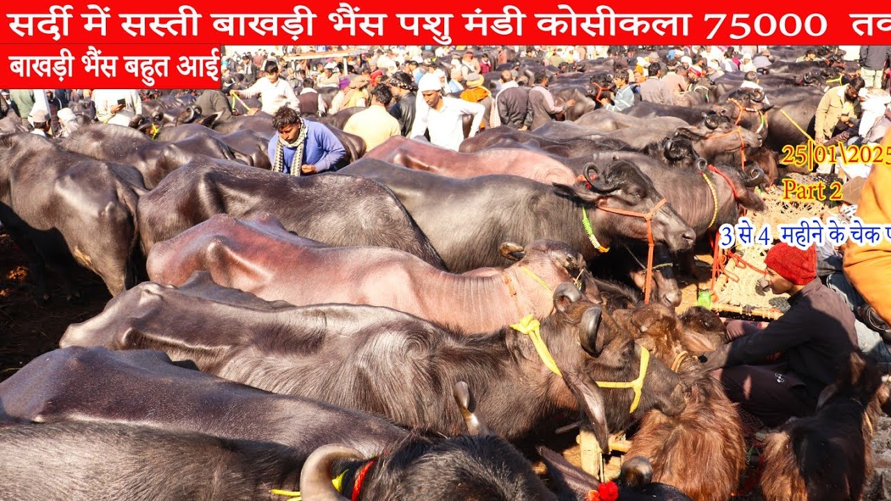 25/01/2026 part 2 high quality सर्दी में सस्तीहुई बाखड़ी भैंसबाखडी ही बाखड़ी 3 से 4 महीने की चेक पास