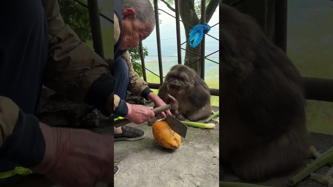 Xingxing：I'm Very Scared. Can I Not Eat It#Monkey #Monkey #Xingxing #Cute #Lovely