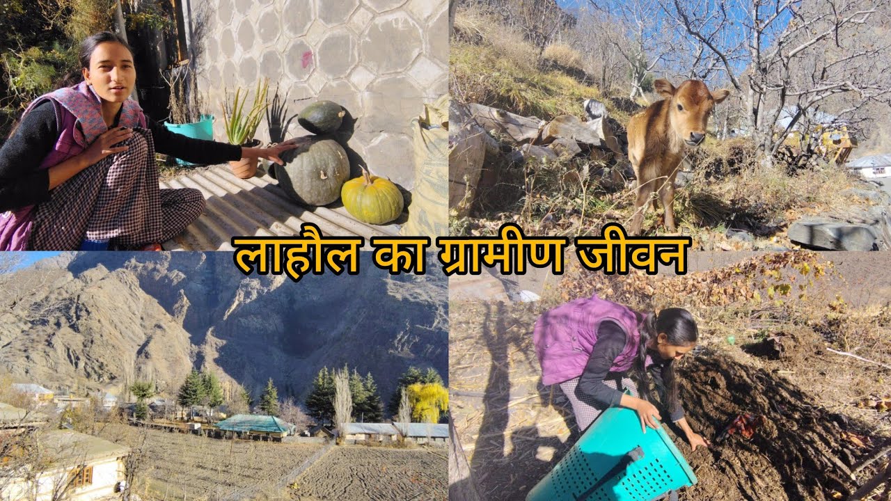 Village life during winter in Himachal Pradesh #lahoulspiti #village #spiti #morning 