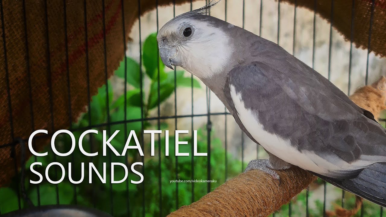 Cockatiel Singing Sounds: Sono Banging Beak On Wooden Perch