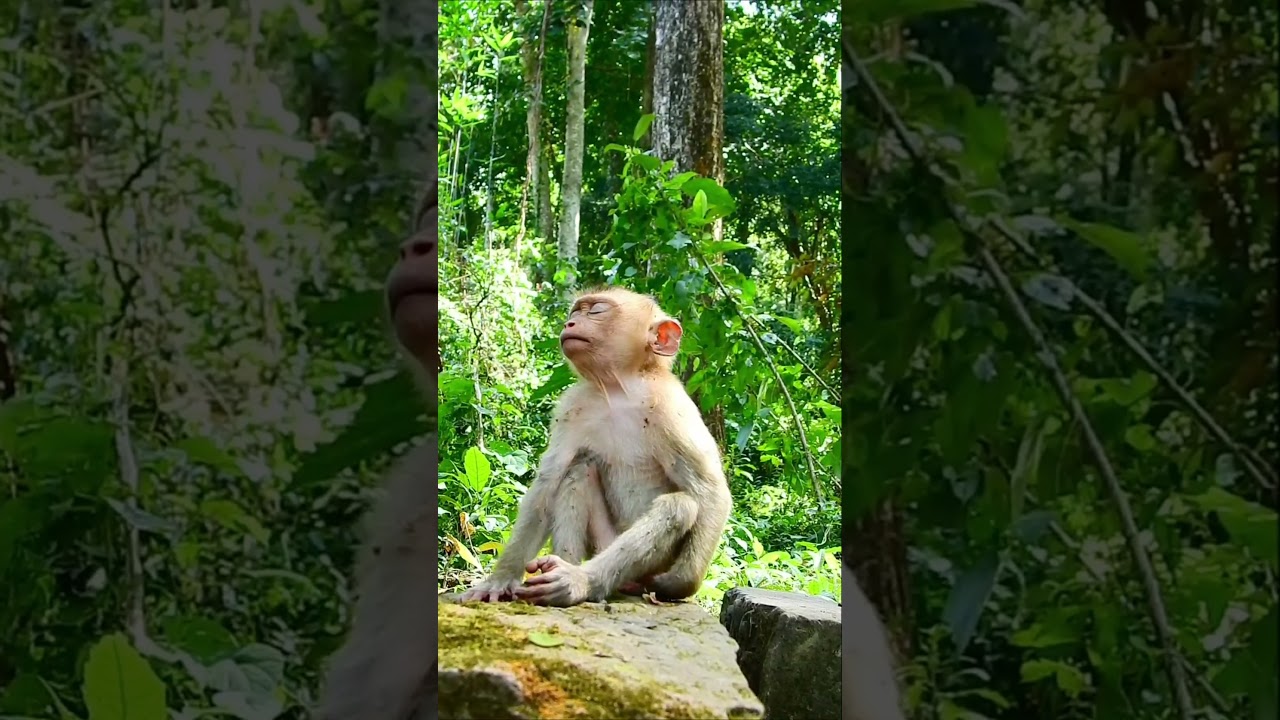 #baby Jessy 🐒🥰😊🔥Baby Bone Bone Monkey Cute Jessy Are Sleep #shorts #wildlife #youtube #monkey