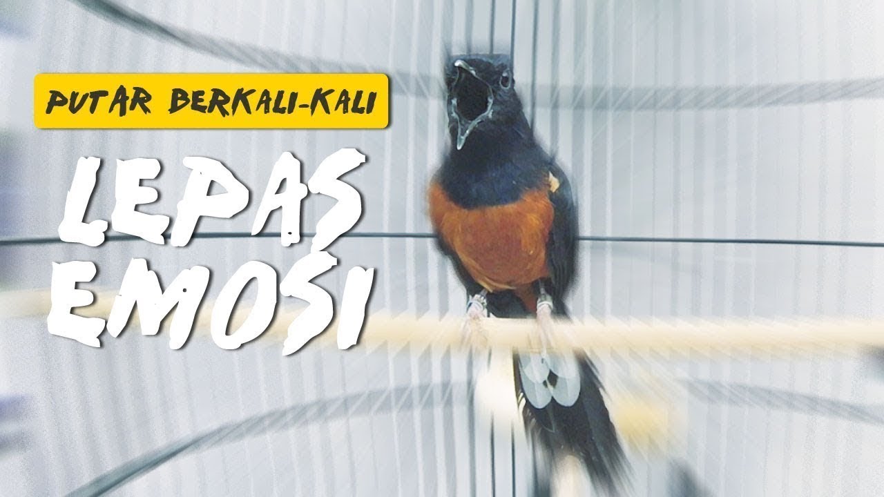Streaming 23 Januari 2026