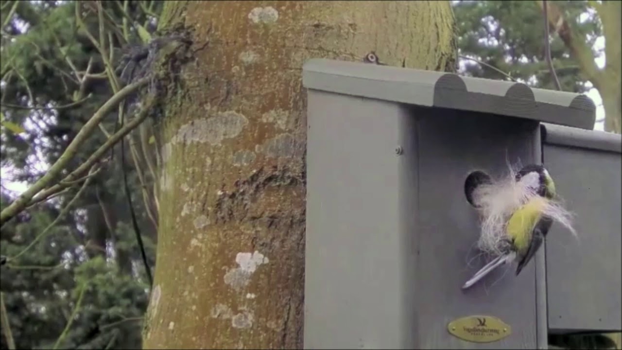 Vogelnesten en eieren
