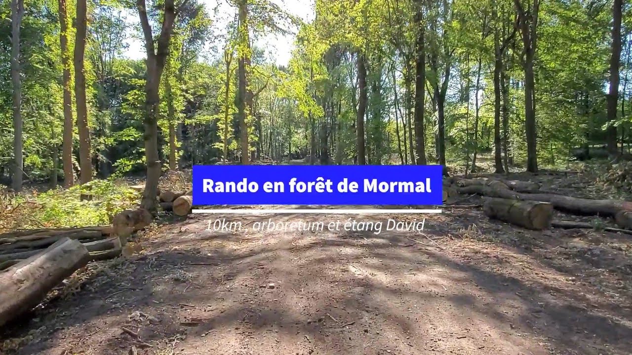 Rando en forêt de Mormal