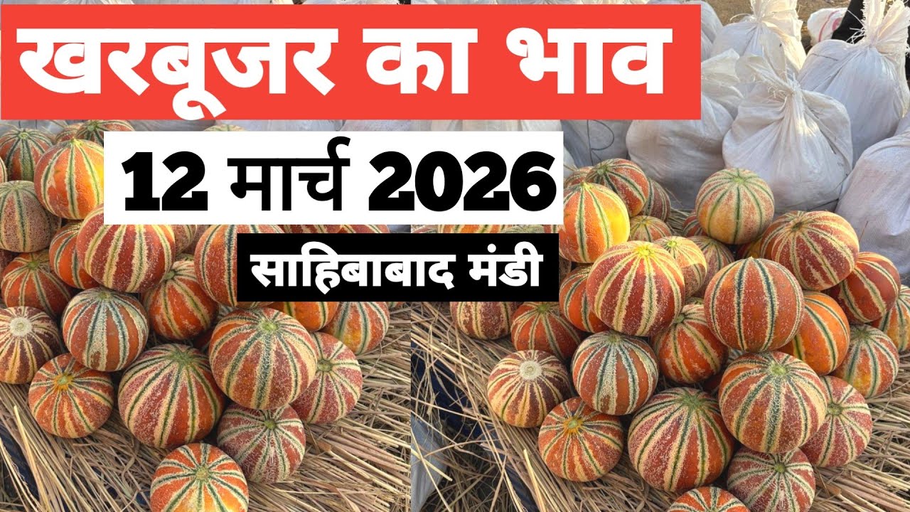 12 March 2026 🍈 खरबूज़े का भाव साहिबाबाद मंडी ॥ Today MuskMelon Rate in Sahibabad  ॥ Bharat ke bazar