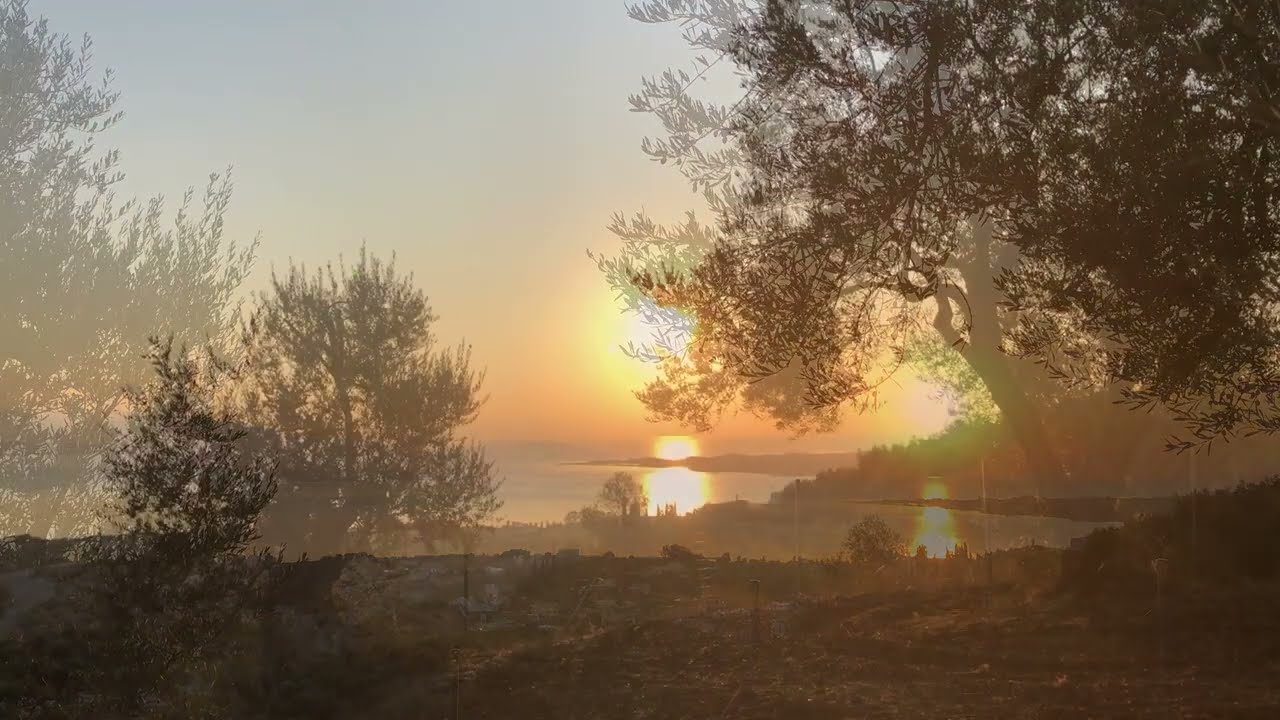 The 2021/2022 OLIFE.bio HARVEST - Aigio, Peloponnes, Greece