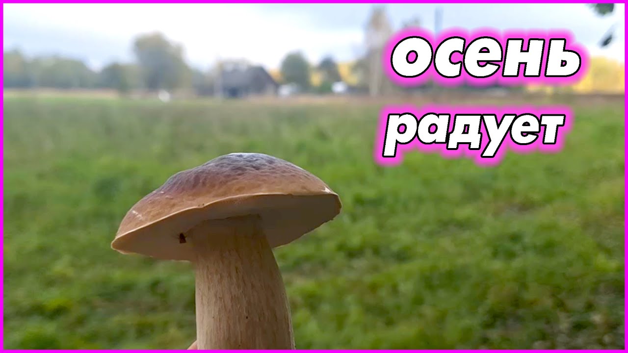Весело в ТРУДАХ и ЗАБОТАХ проживаем осень