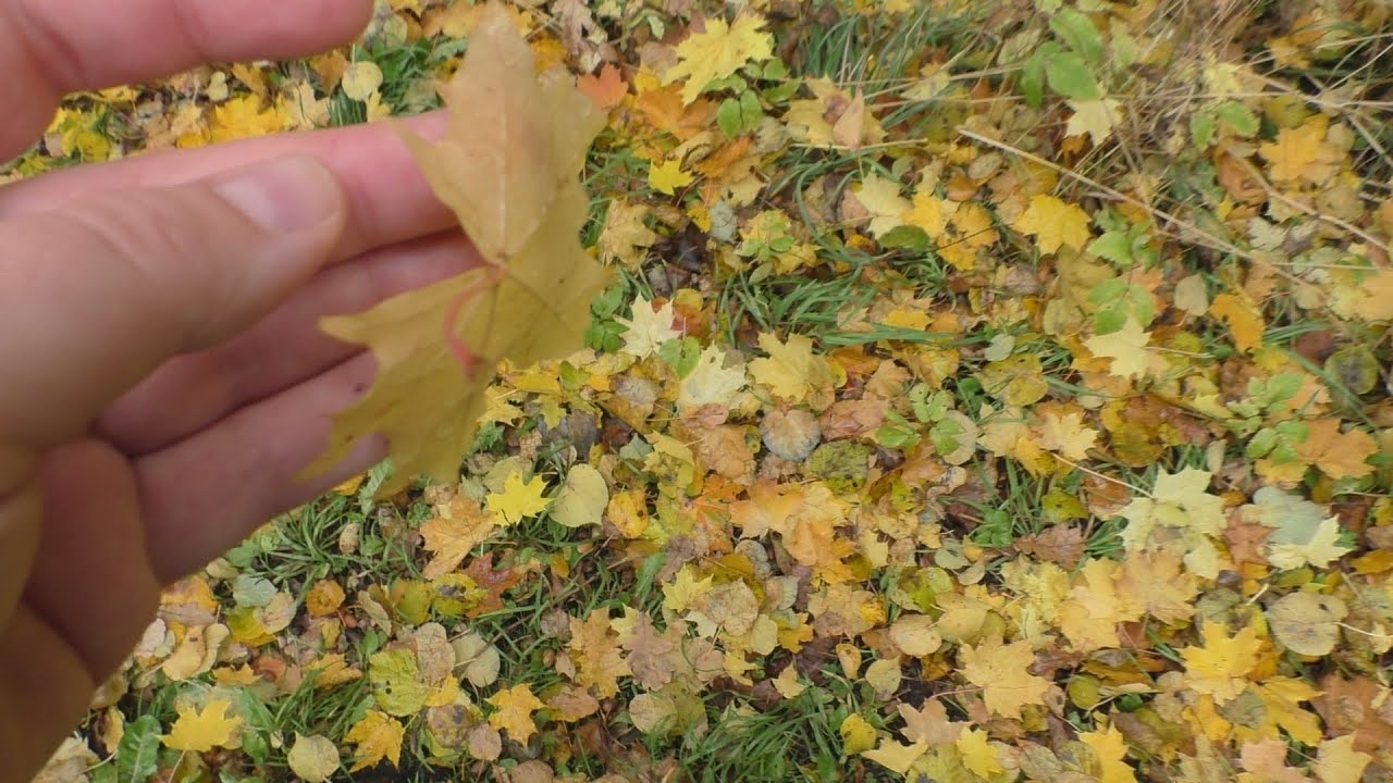 ОСЕНЬ В ПАРКЕ 🍁