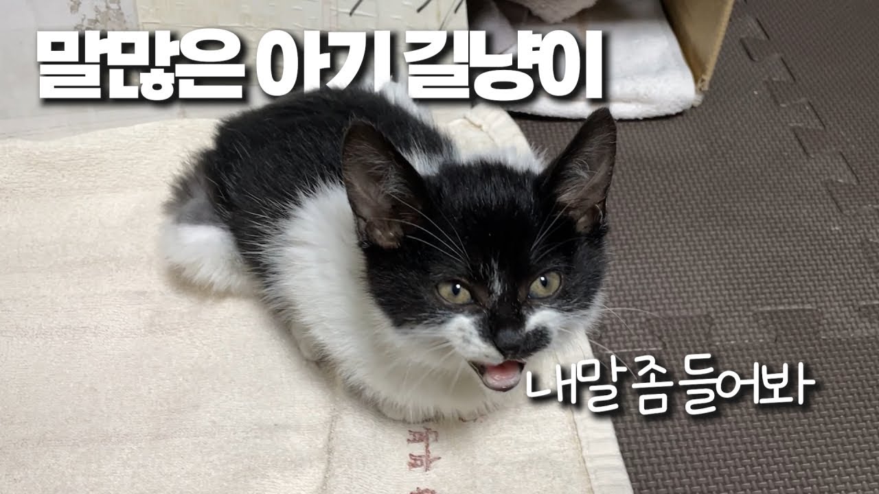 엄마 잃고 아픈 새끼 길냥이를 데려왔는데...하...어떡해야 하나요? 유기묘 구조(eng)