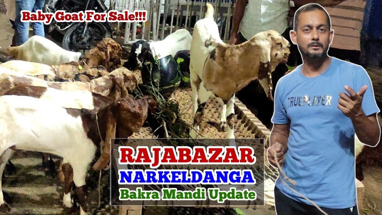 Rajabazar Narkeldanga Bakra Mandi | Baby Goat For Sale Part - 1 | Bhar Kar Bacche Aaye Iss Haftey