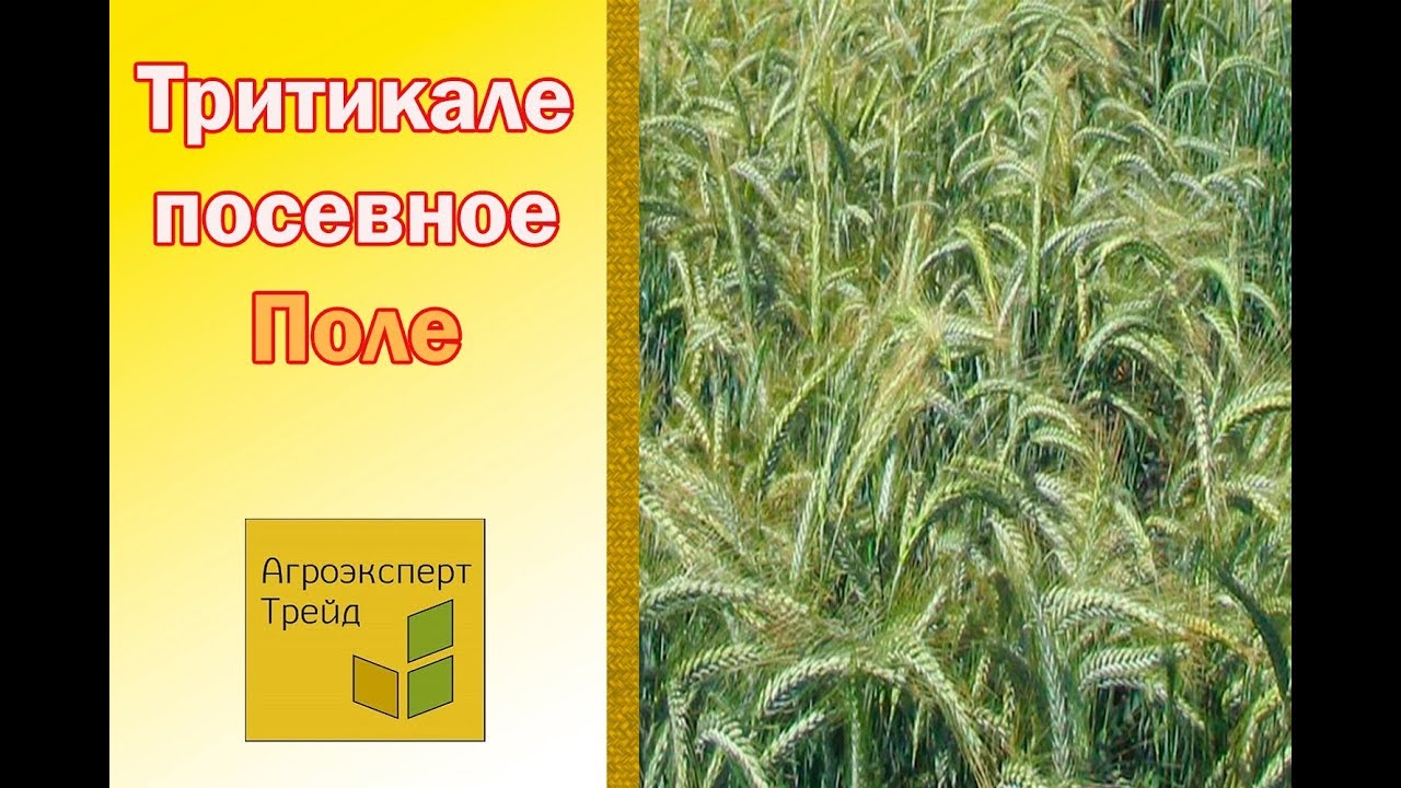 Тритикале поевное 🌾