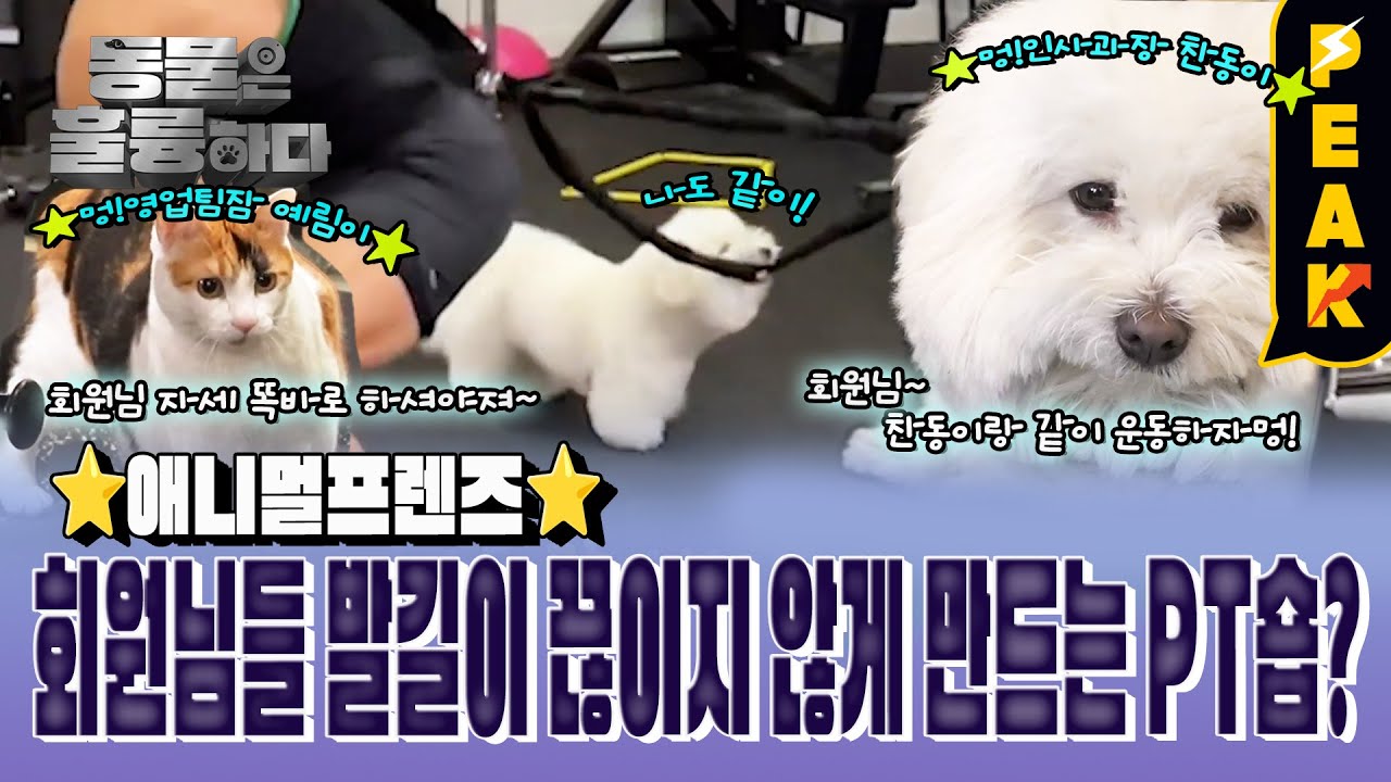 [#피크타임] 회원님 어서 들어오시개! PT하는 강아지 찬동이 & 트레이너 고양이 예림이 | #동물은훌륭하다 | KBS 250324 방송