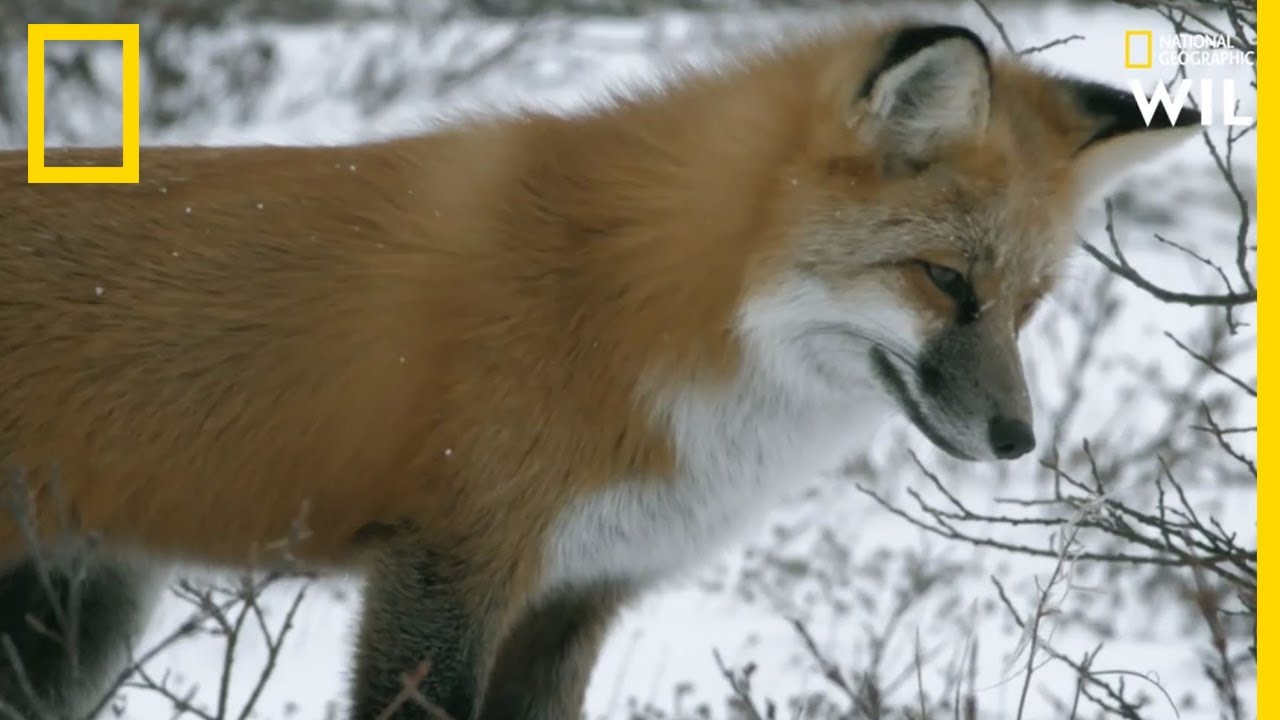 Les renards cong&egrave;lent leurs proies pour les manger plus tard