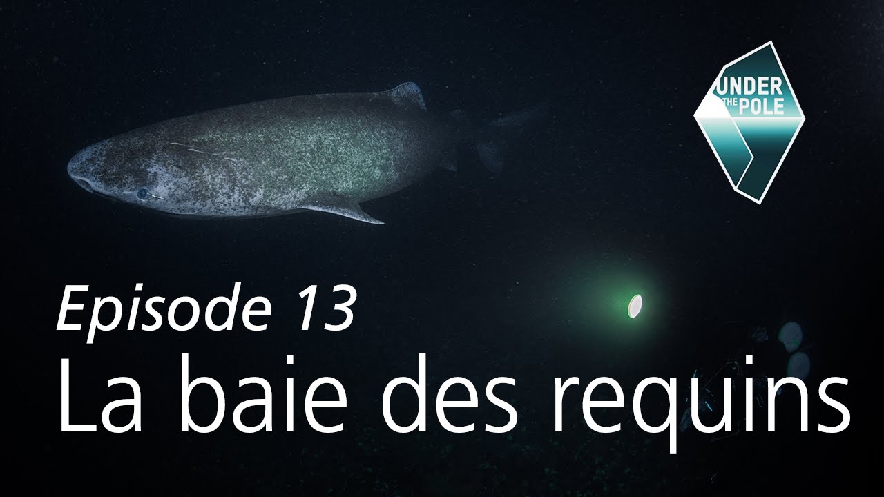 UNDER THE POLE II • S01E13 • Discovery Greenland • La baie des requins