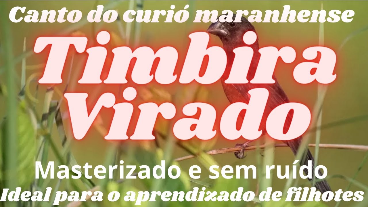 O Canto Timbira Virado do Curi&oacute; Para Aprendizado de Filhotes