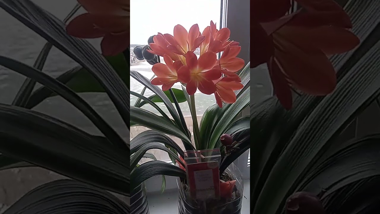 как часто цветет кливия
