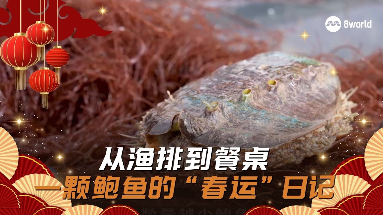 狮城有约  | 从渔排到餐桌 一颗鲍鱼的“春运”日记