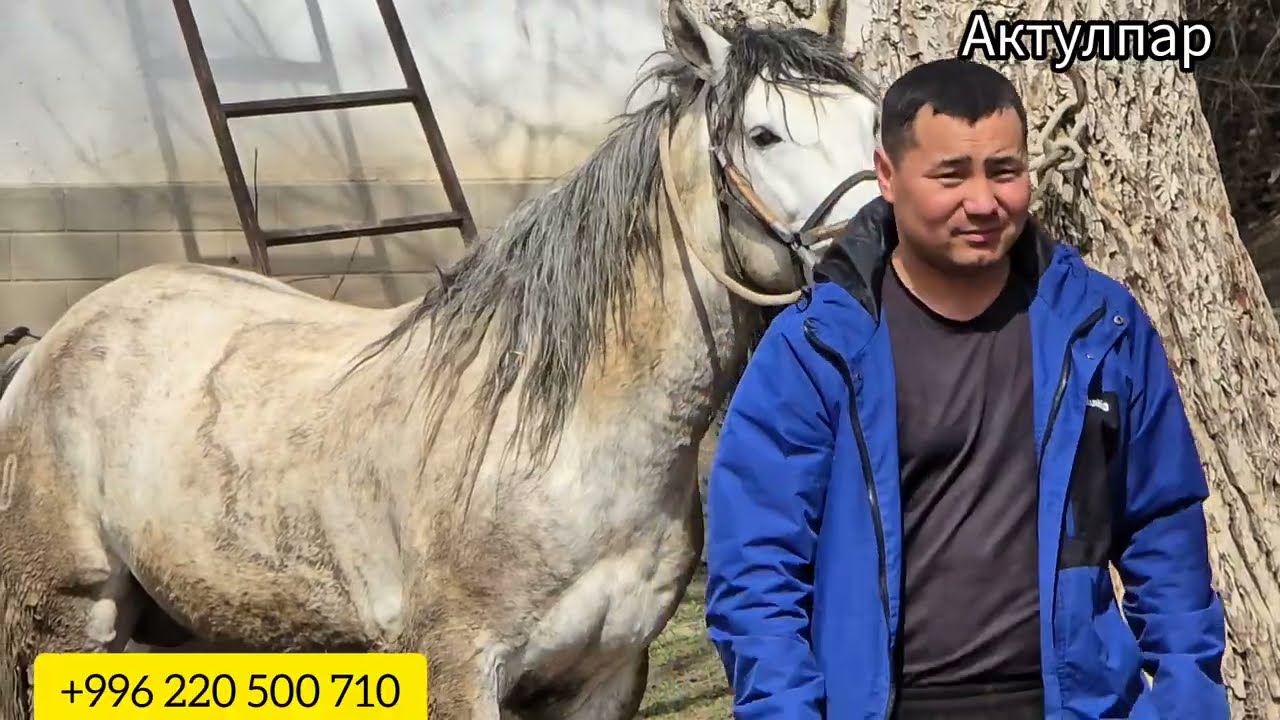 Бүган 8 март 2026 Кава Айылынан жакшы өспүрүм чыкты #жылкыбазар #horse #атбазар #rek 