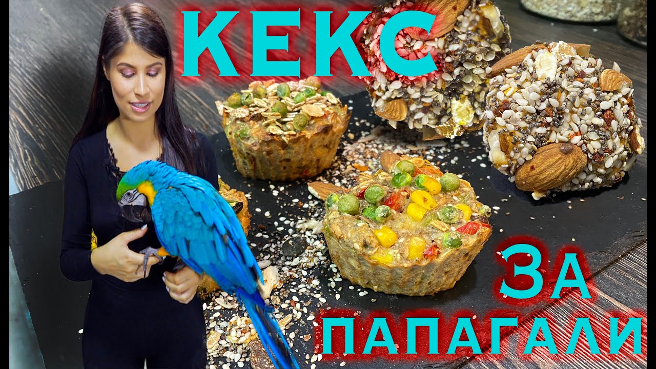 !РЕЦЕПТА ЗА КЕКС/ХЛЯБ/ТОРТА ЗА ПАПАГАЛИ! Роко става на една годинка! Recipe for parrot/bird BREAD!