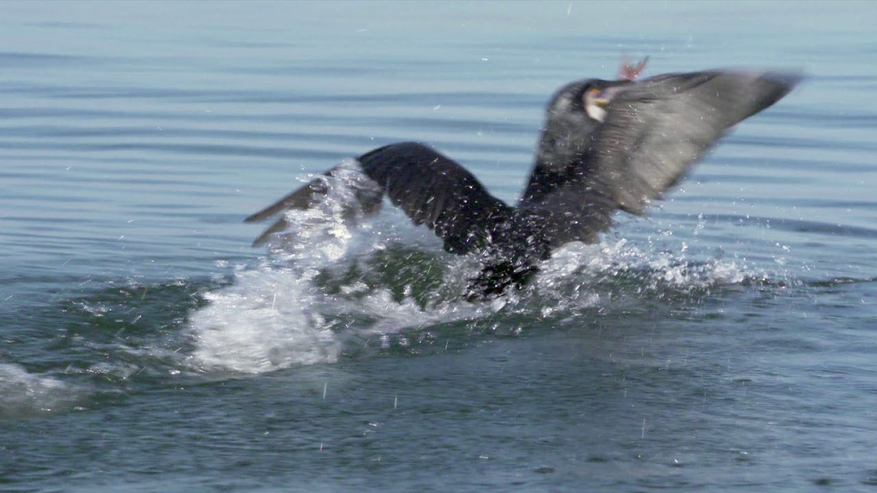Le Grand Cormoran