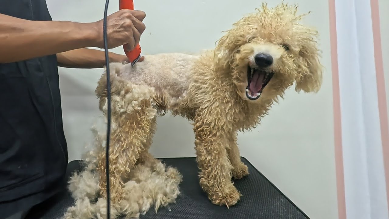 This Dog Came in Yellow… Watch the Shocking Shave Down