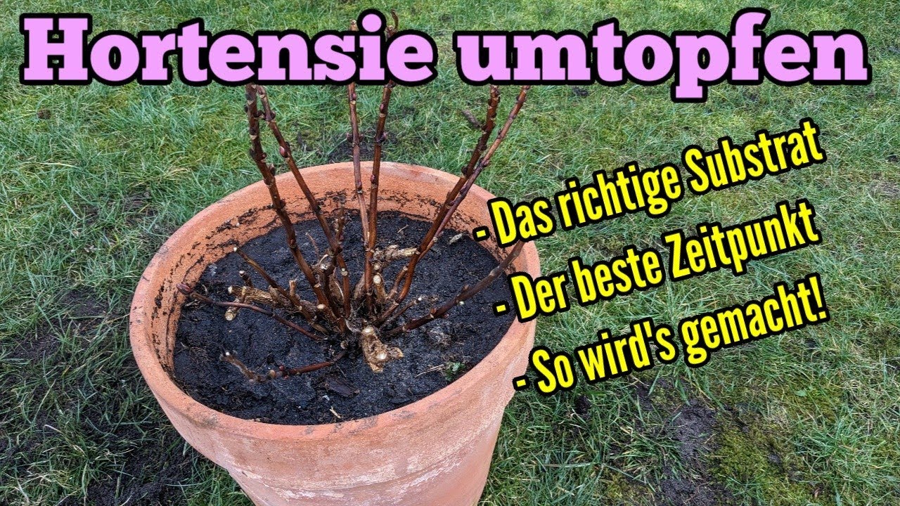 Hortensien umtopfen - Hortensie im Kübel oder Topf umtopfen Zeitpunkt richtiges Substrat so gehts