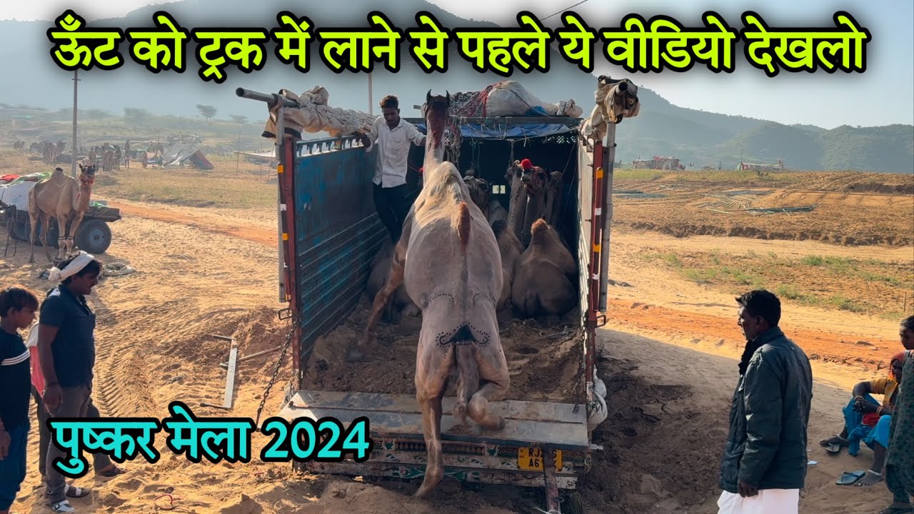 ऊँट को ट्रक में लाने से पहले ये वीडियो देखलो #pushakr Pushkar mela 2024 #pushkarfair pushkar fair