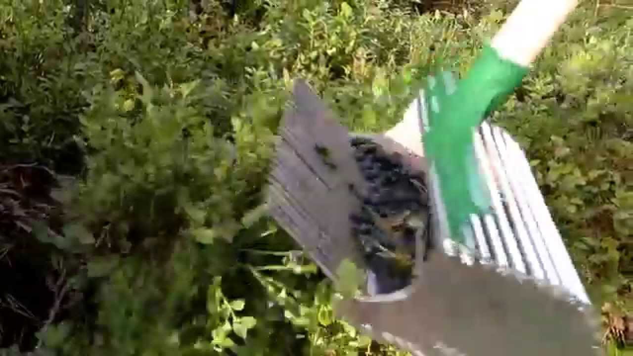 berry picking rake